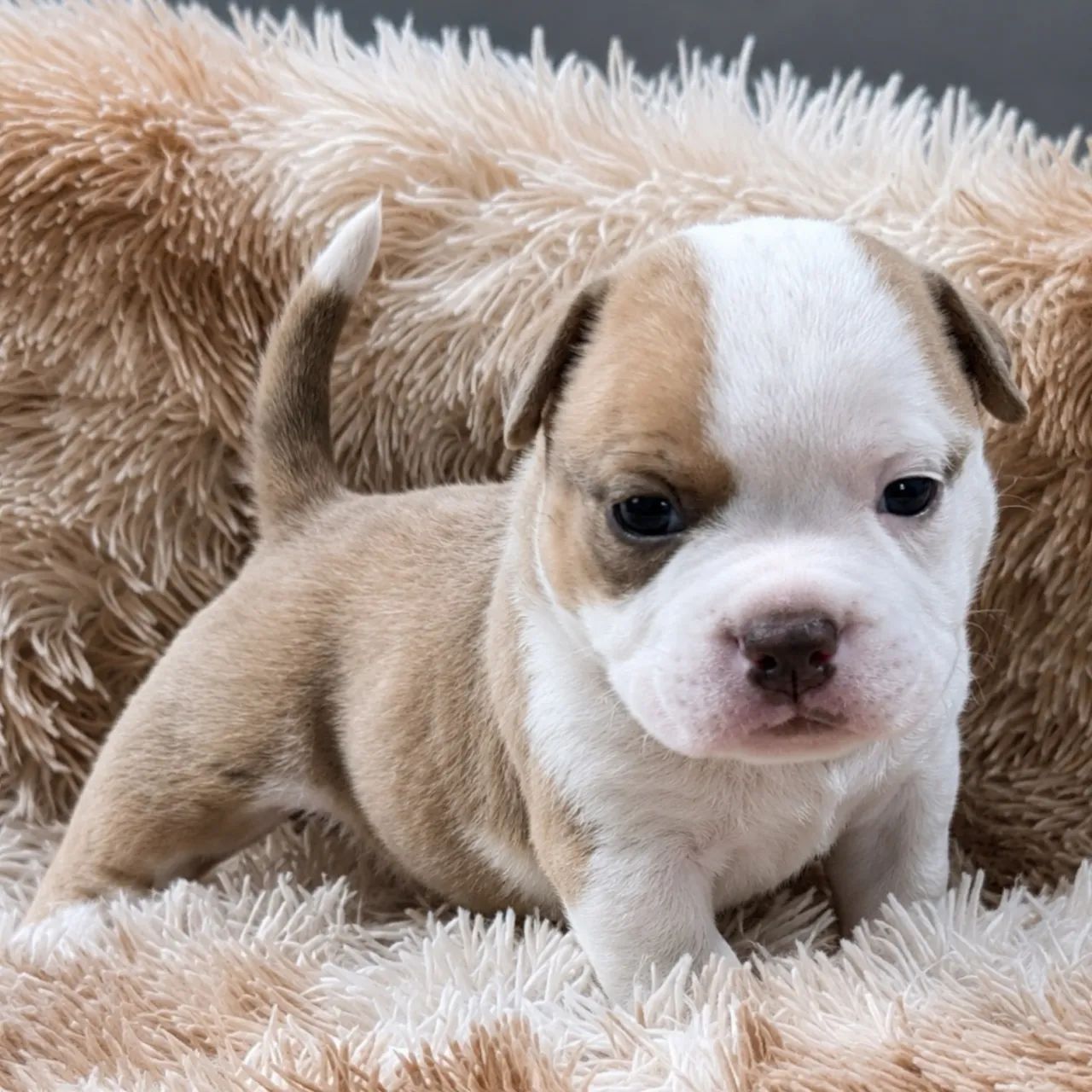 American bully micro