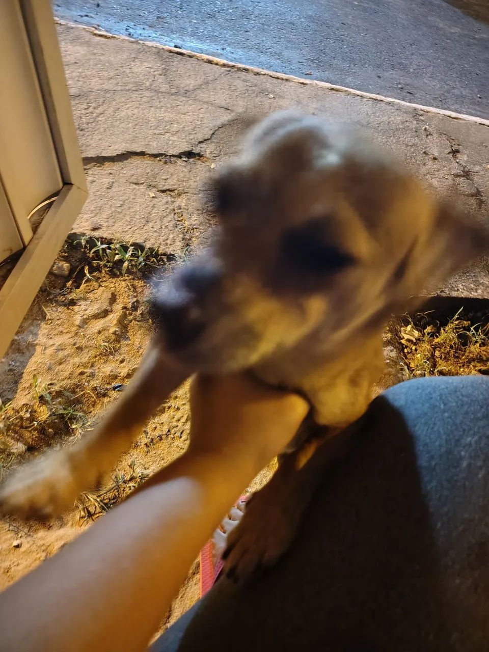 ADOÇÃO RESPONSÁVEL  - Foto 3