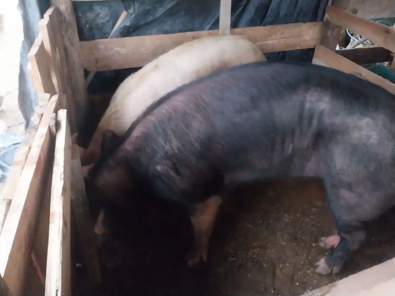 Vendo casal de porcos. - Foto 2