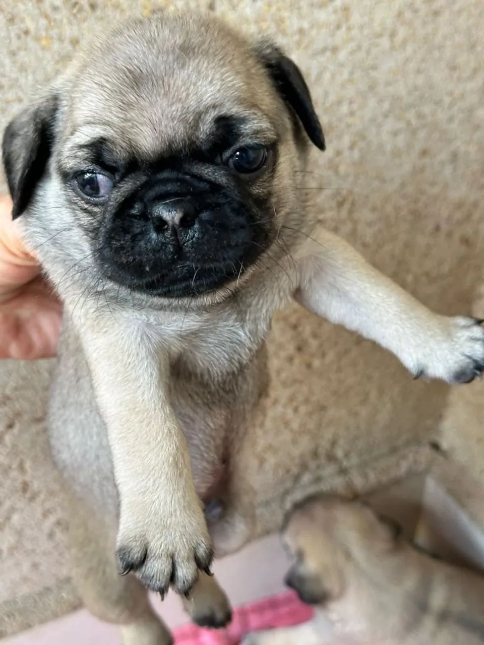 Pug filhote  - Foto 2