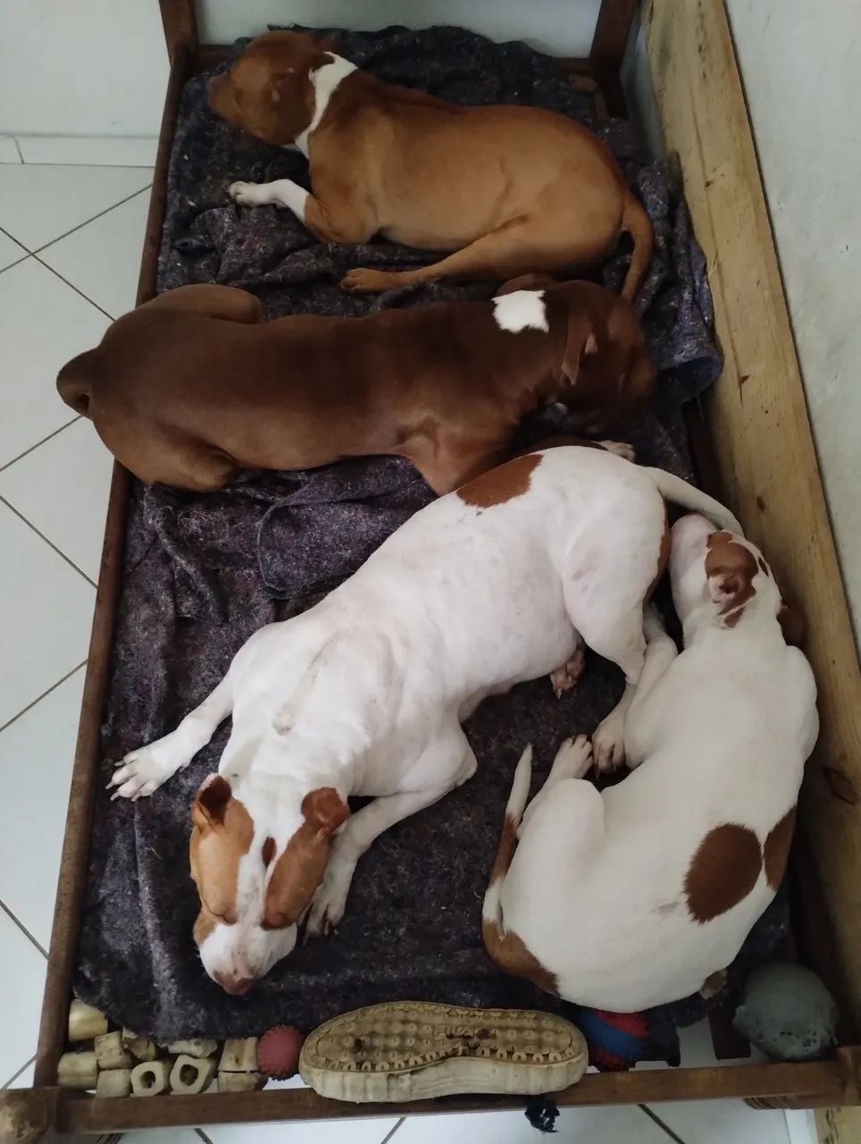 filhote pit.bull - Foto 3
