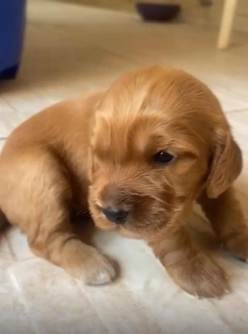 Cocker spaniel queridinhos