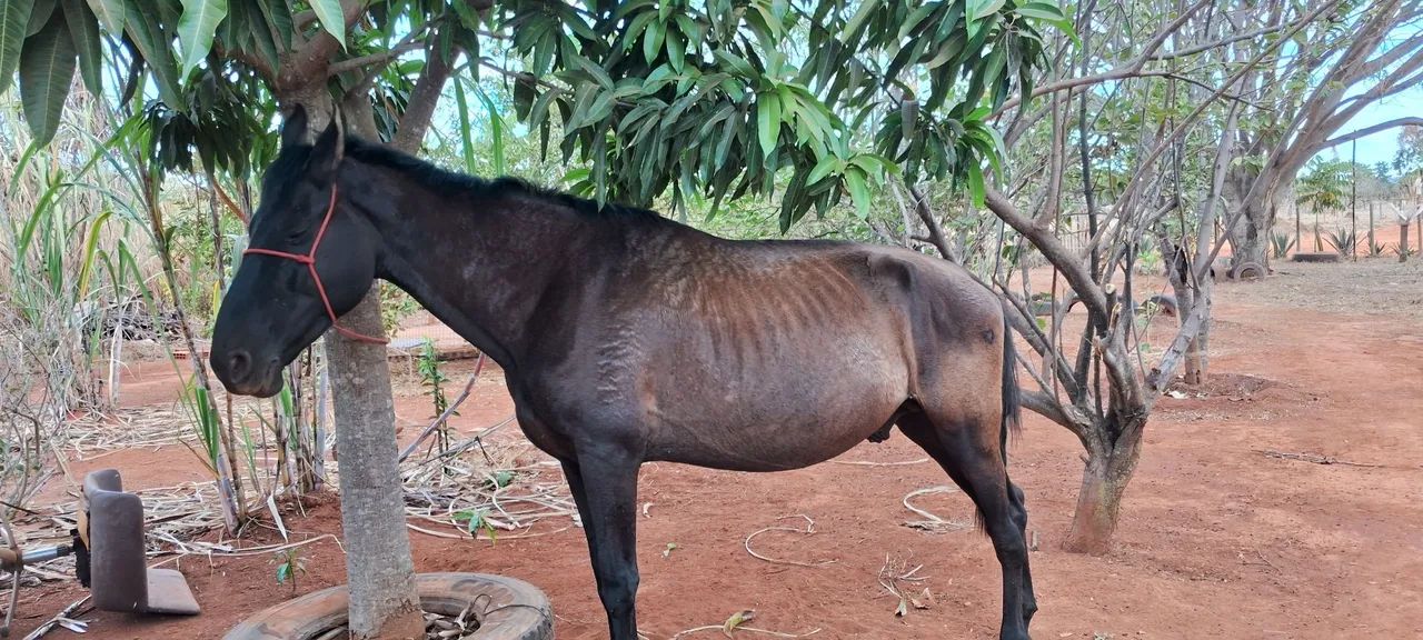 Cavalo Campolina - Foto 3