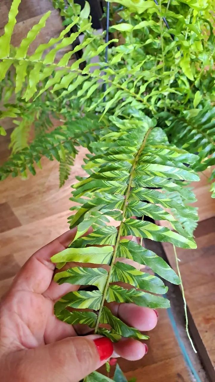 Samambaia Tigre promoção!!! - Foto 3