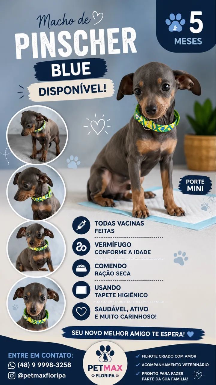 pinscher Blue 5 meses 
