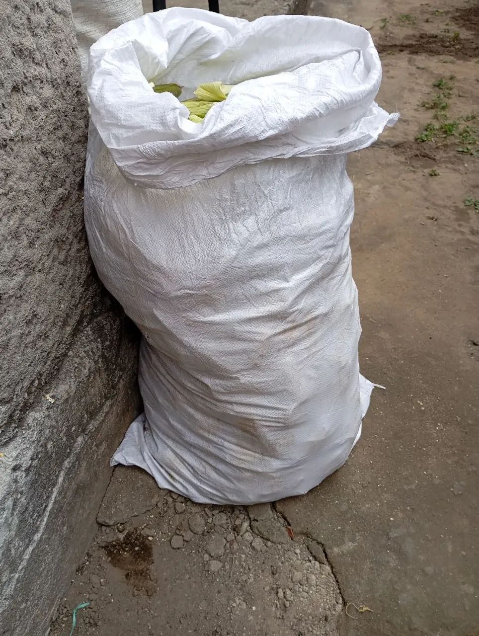 Palha de milho para alimentar animais,cavalo,gado... - Foto 2