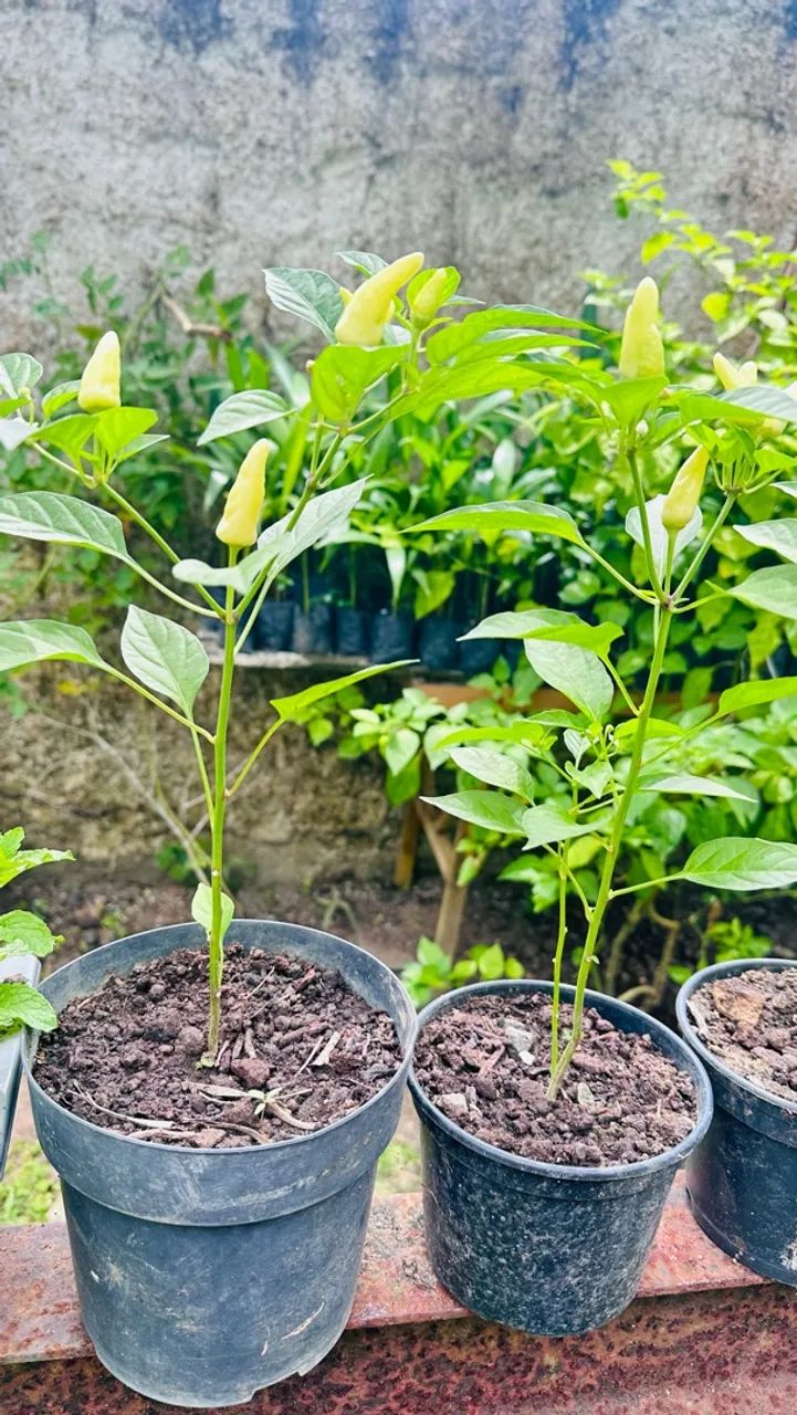Pimentas - Foto 2