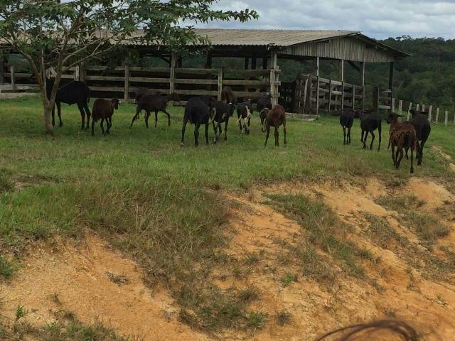 Fazenda em Presidente Figueiredo próximo cachoeira Urubui - Foto 10