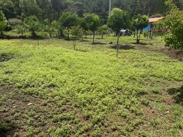 Linda Chácara 24.200 m2 ( 1 Alqueire) com 2 Casas - Palmas PR