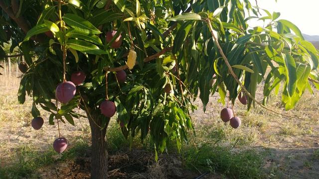 Vendo ou troco chácara na estrada da adutora - Foto 12