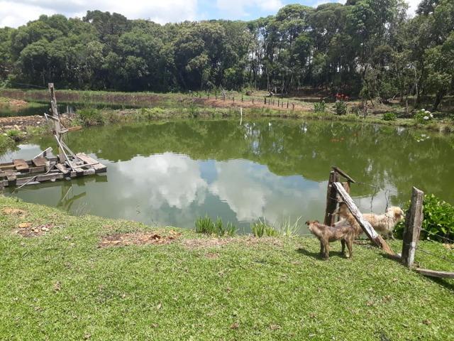 Linda Chácara 24.200 m2 ( 1 Alqueire) com 2 Casas - Palmas PR - Foto 6