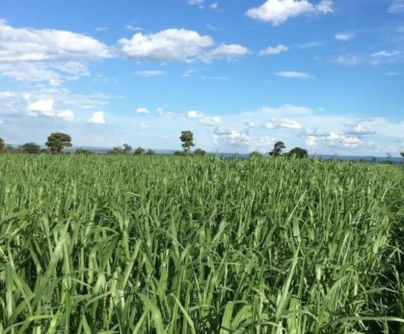 Oportunidade de Fazenda com 128 alqueires em Bataguassu Ms de frente p asfalto - Foto 2