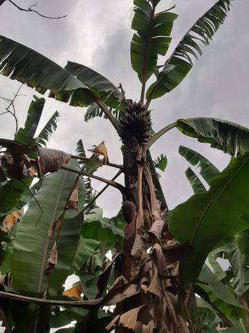 Mudas da raríssima banana roxa