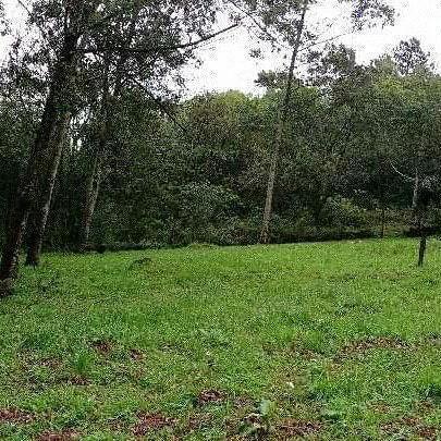 Sítio com 2 dormitórios à venda, 200000 m² por r$ 350.000,00 - santa terezinha - canela/rs - Foto 6