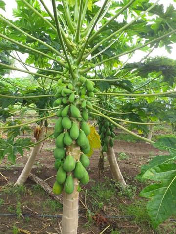 Frutas
