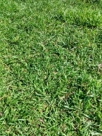 Fazenda no município de Bonfinópolis 24 alqueires - Foto 13