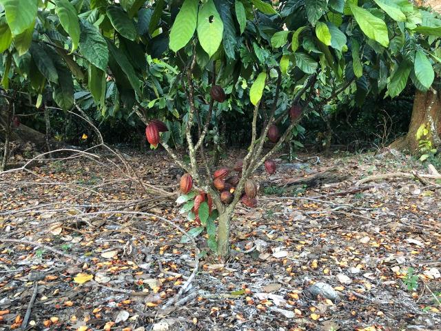 Fazenda produtora de Cacau em Linhares 70mil - Foto 3