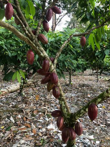 Fazenda produtora de Cacau em Linhares 70mil - Foto 17