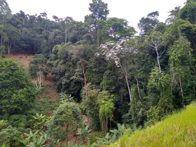Sítio Viana são Paulo - Foto 14