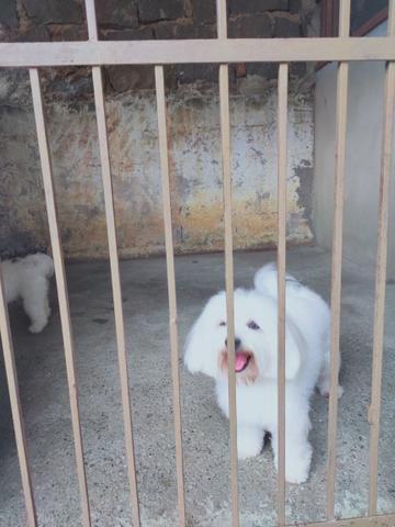 Maltês - Foto 2