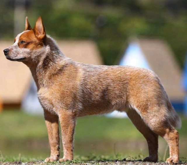 Australian Cattle Dog, Blue Heeler, Boiadeiro Australiano - Foto 5