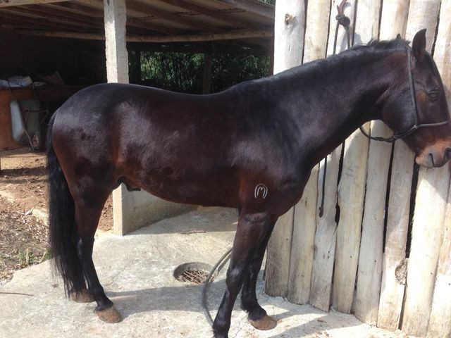 Cavalo Mangalarga - Foto 2