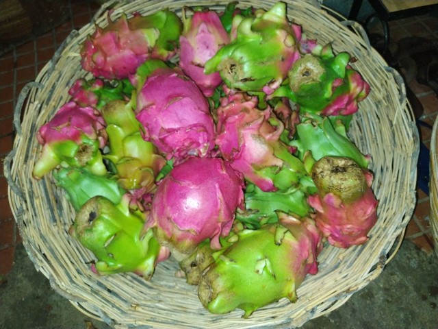 Pitaya (fruta-do-dragão)  - Foto 3