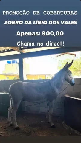 Jogo Burro  MercadoLivre 📦