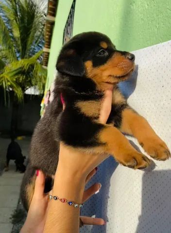 Filhotes de Rottweiler 