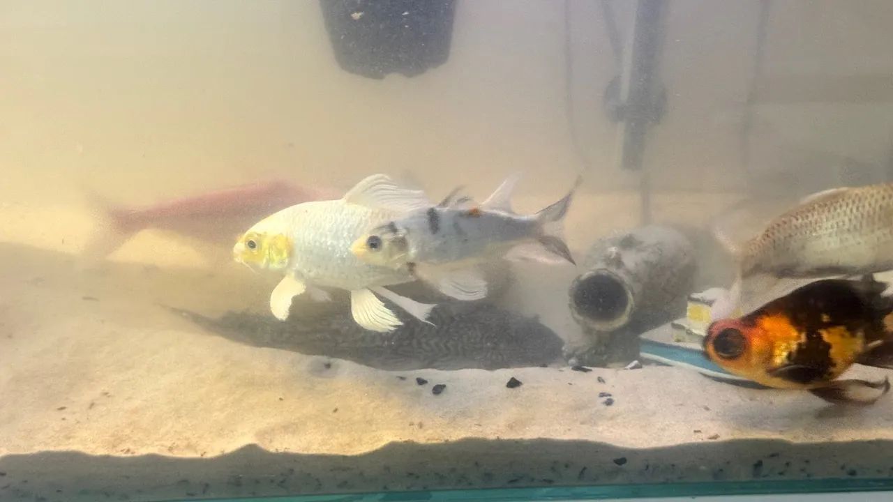 Aquário grande  - Foto 4