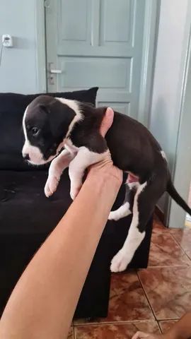 Dogue Alemão - Pet Shop Da Madre Londrina