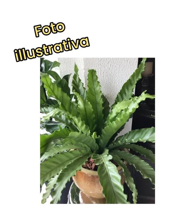 2 Mudas de ASPLENIUM ( ninho de passarinho )