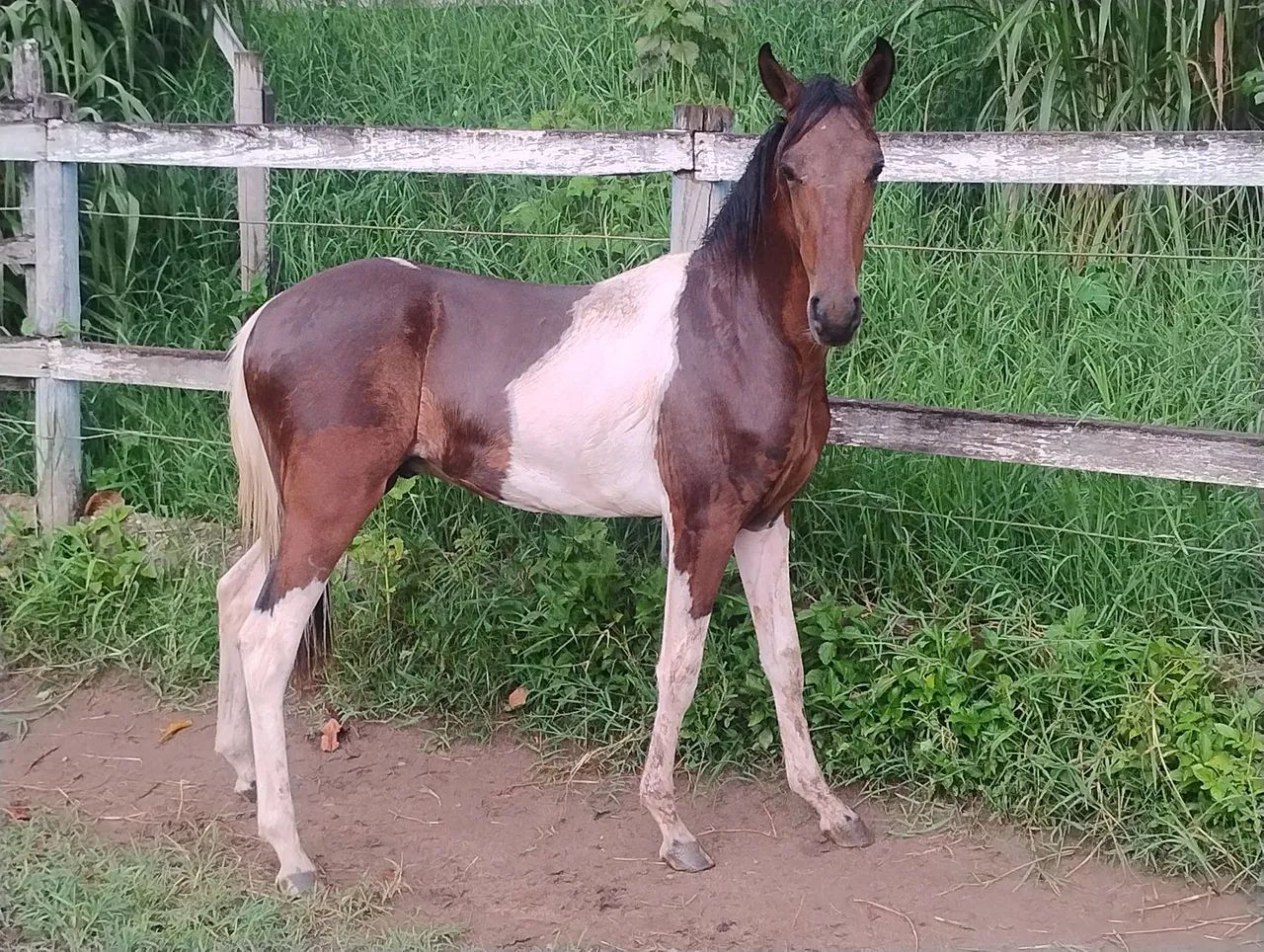 Potro Pampa Mangalarga Marchador genética top!!!! - Foto 3