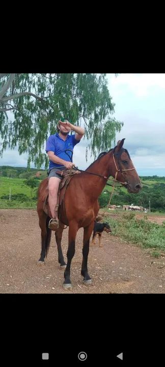 Cavalo Mangalarga marchador - Foto 2