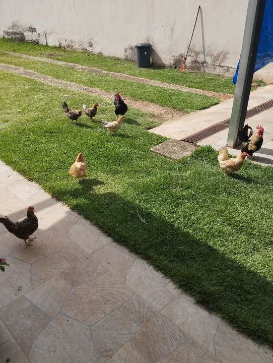 Galizé Galinhas e galos: 120 casal - Foto 5