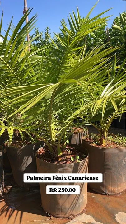 Muda de Palmeira Fênix Canariense 
