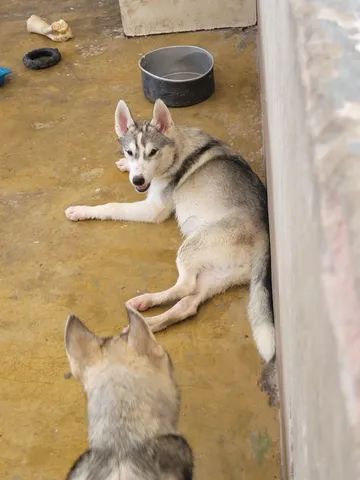 Northern inuit hot sale dog olx