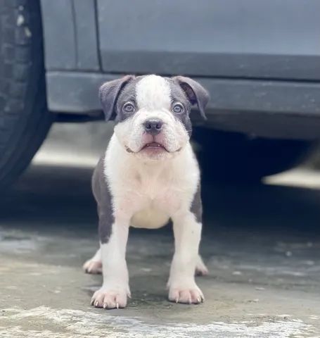 American bulldog olx cheap