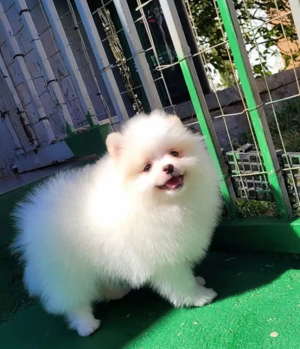 Spitz Alemão - Filhotes com Pedigree CBKC