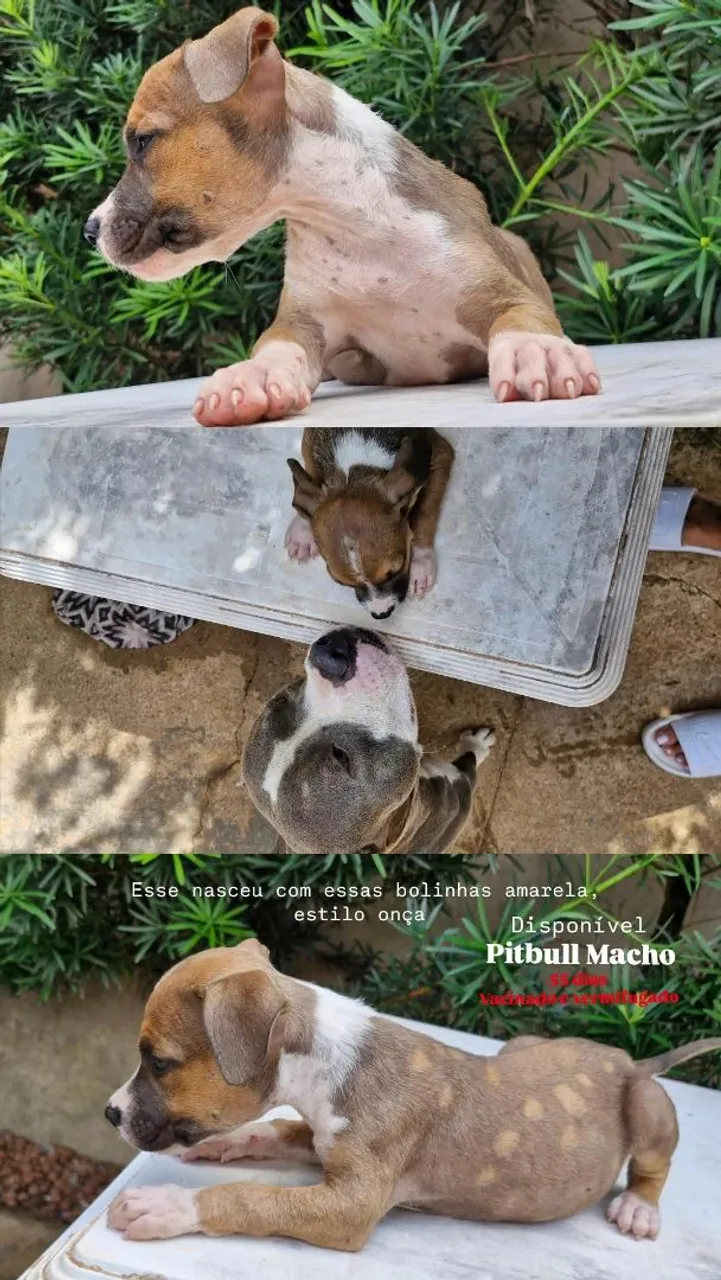 Filhote de Pitbull Terrier disponível
