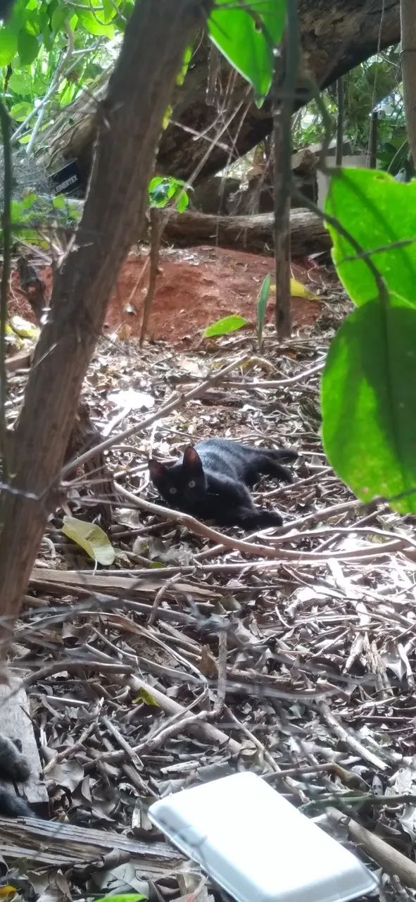 Gatinhos abandonados  - Foto 4