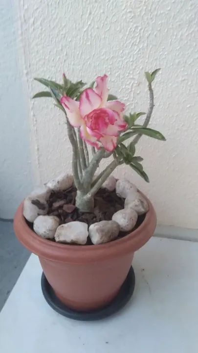 Rosas do Deserto  - Foto 5