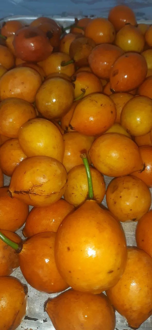 Mudas de bacupari  - Foto 2