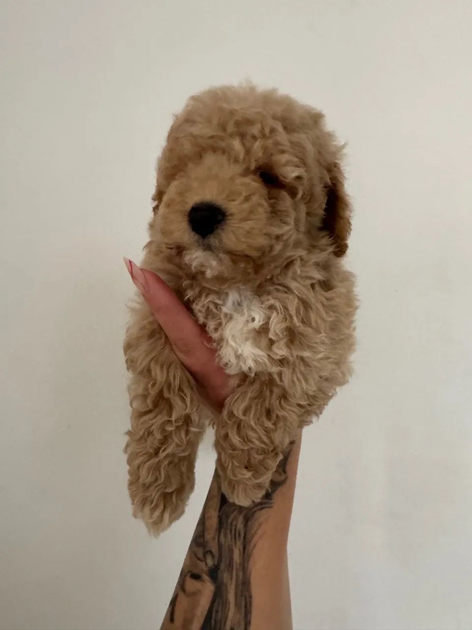 Poodle Toy Macho Adorável entrega hoje filhotes  - Foto 2