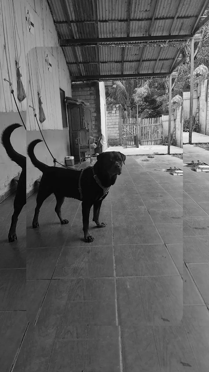 Rottweiler Macho - Porte Imponente e Leal