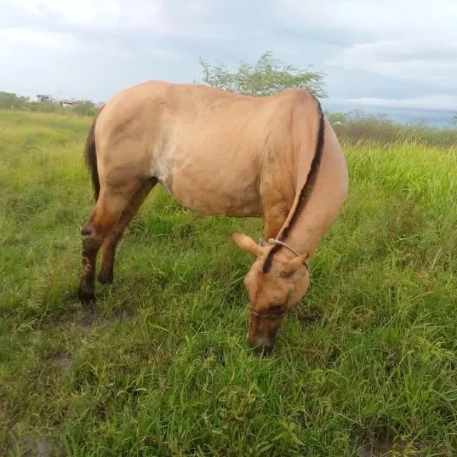 Égua Com 8 Meses Gestação /  Campolina / Mansa de tudo /  Campos dos Goytacazes Rj  - Foto 3