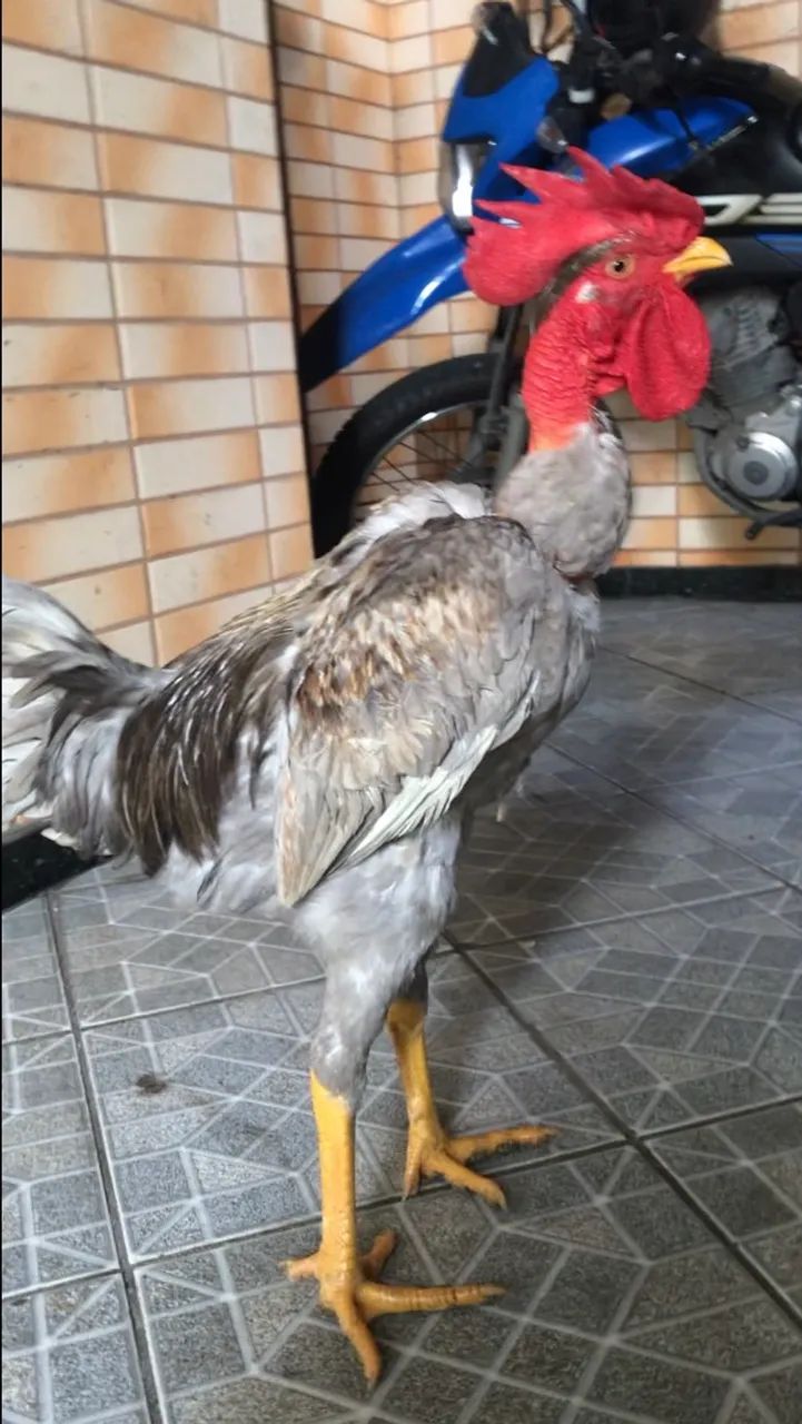 Galo Mestiços caipira com índio - Foto 3