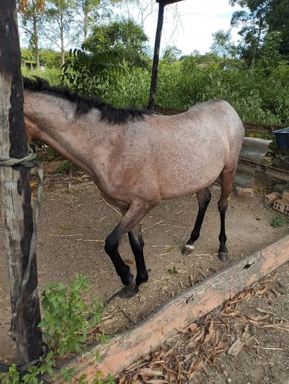 Vendo essa potra  - Foto 5