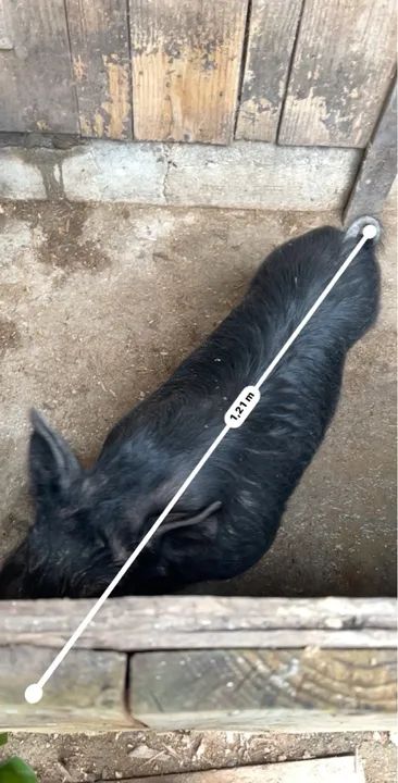 Porco (Mini porco) - Foto 3