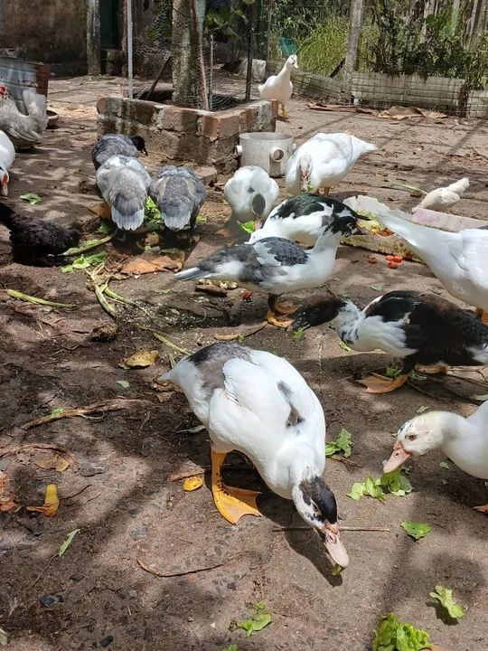 Vende-se patos - Foto 2